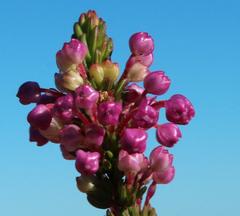 Erica gracilipes