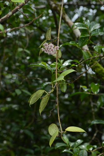 Hoya wightii Hook.f. 2