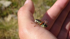 Anonconotus occidentalis