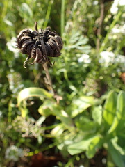 Magnoliopsida