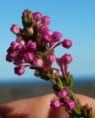 Erica gracilipes