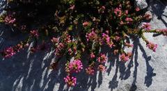 Erica gracilipes
