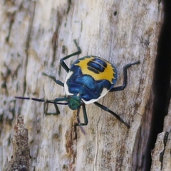 Commius elegans