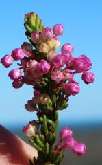 Erica gracilipes