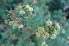 Magnoliopsida