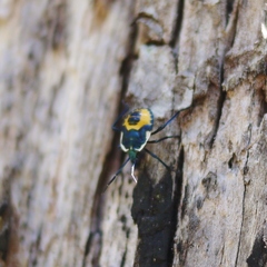Commius elegans