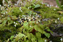 Begonia crenata