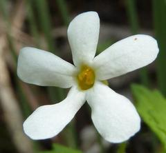 Chaenostoma hispidum