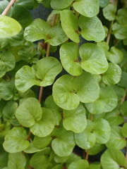 Magnoliopsida