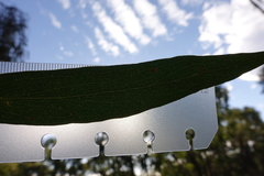 Eucalyptus radiata radiata