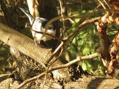 Dryoscopus cubla hamatus