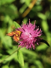 Pyrausta aurata