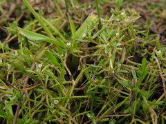 Crassula natans minus