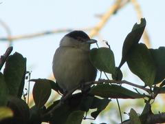 Dryoscopus cubla hamatus