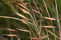 Monocymbium ceresiiforme