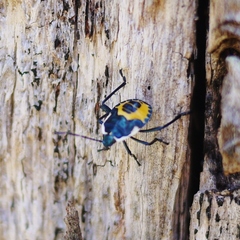 Commius elegans