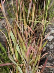 Monocymbium ceresiiforme