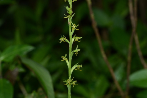 Image of Peristylus densus by no rights reserved