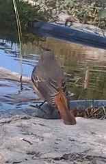 Phoenicurus phoenicurus phoenicurus