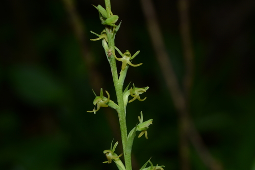 Image of Peristylus densus by no rights reserved