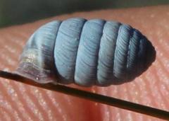 Fauxulus capensis