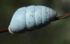 Fauxulus capensis