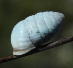 Fauxulus capensis