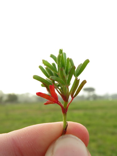 Oxalis glabra (Oxalis glabra)