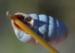Fauxulus capensis