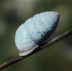Fauxulus capensis