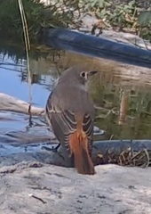 Phoenicurus phoenicurus phoenicurus