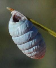 Fauxulus capensis