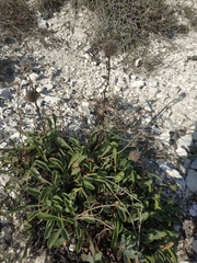 Globularia trichosantha