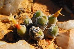 Conophytum hians