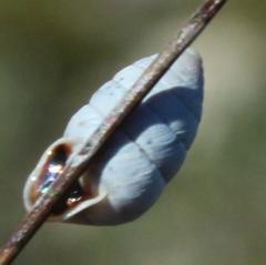Fauxulus capensis