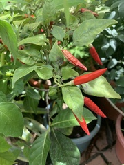 Capsicum