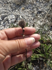 Globularia trichosantha