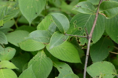 Sageretia
