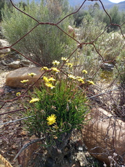 Crassothonna protecta