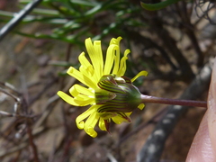 Crassothonna protecta