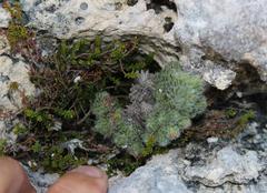 Erica occulta
