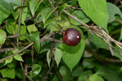 Sageretia