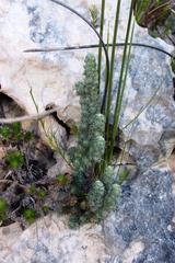 Erica occulta