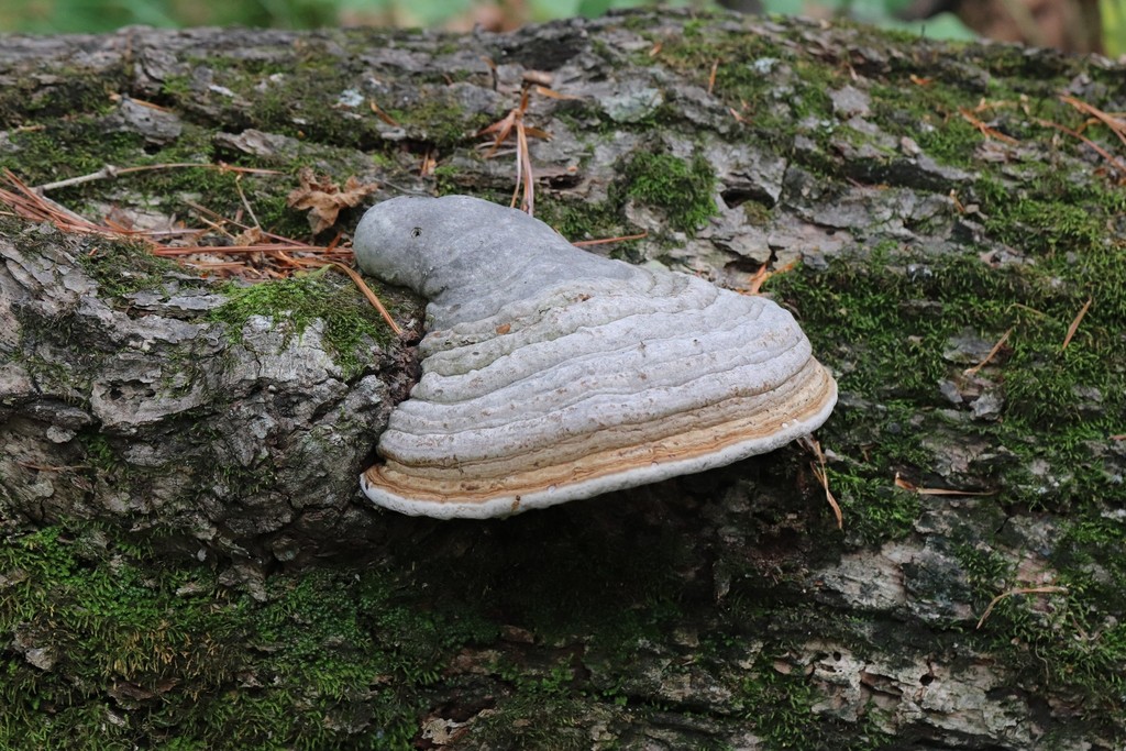 Fomes fomentarius · August 2021 · photo: © ninacourlee (iNaturalist, cc-by)