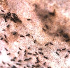 Anoplolepis steingroeveri