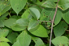 Sageretia