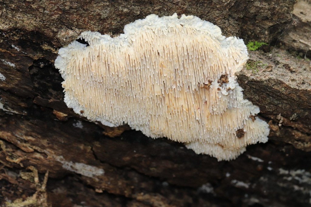 Radulomyces copelandii · August 2021 · photo: © ninacourlee (iNaturalist, cc-by)
