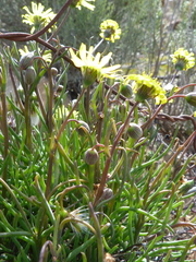 Crassothonna protecta