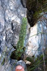 Erica occulta