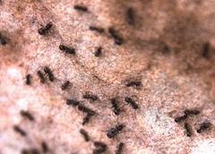 Anoplolepis steingroeveri